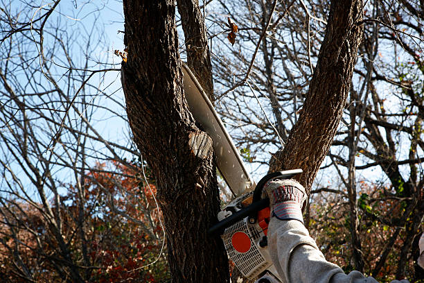 Best Hazardous Tree Removal  in Plumsteadville, PA